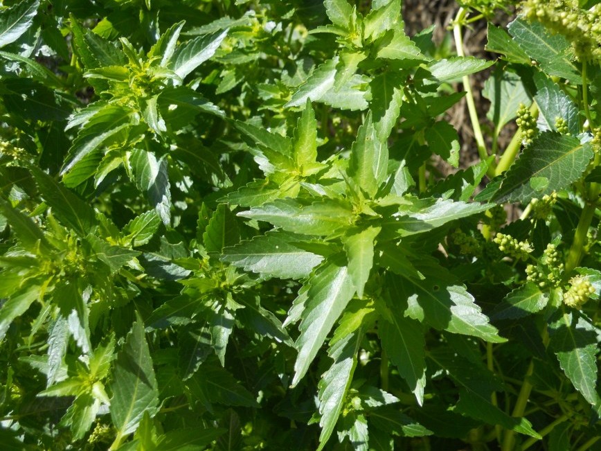 Mercurialis annua / Mercorella comune